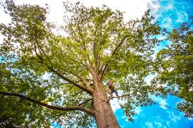 Best Tree and Shrub Care  in Dudley, NC