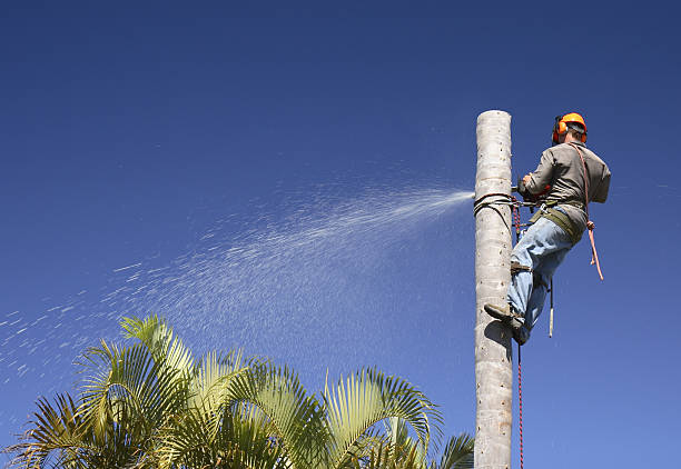 Professional Tree Care in Dudley, NC