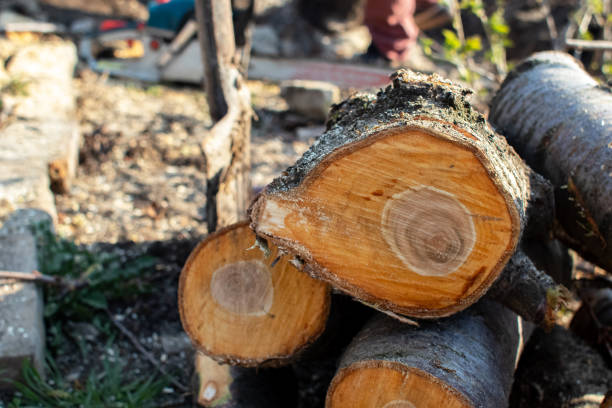 Best Emergency Tree Removal  in Dudley, NC