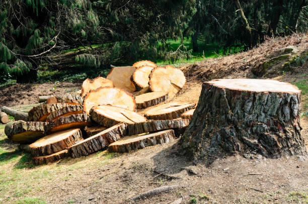 Best Tree Removal  in Dudley, NC